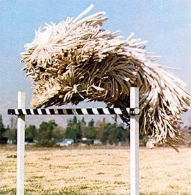 Komondor+3