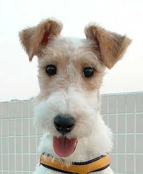 fox-terrier-02