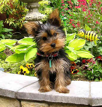 yorkshire_terrier_dog-12635