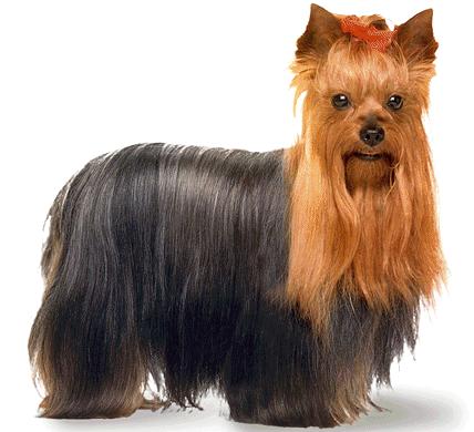 yorkshire_terrier_fur-12638