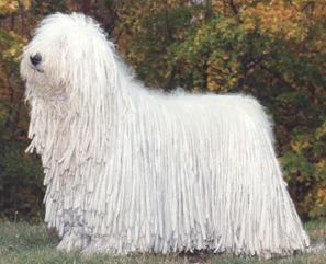 komondor-11