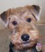 welsh_terrier-12797