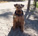 welsh_terrier-12800