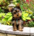 yorkshire_terrier_dog-12635