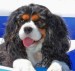 cavalier_king_charles_spaniel_tri_color-12502