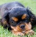 Cavalier-King-Charles-Spaniel