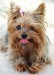 yorkshire_terrier_doggy-12645