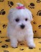 maltese_01_puppies_for_sale